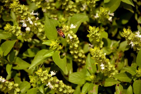 Macro spring garden