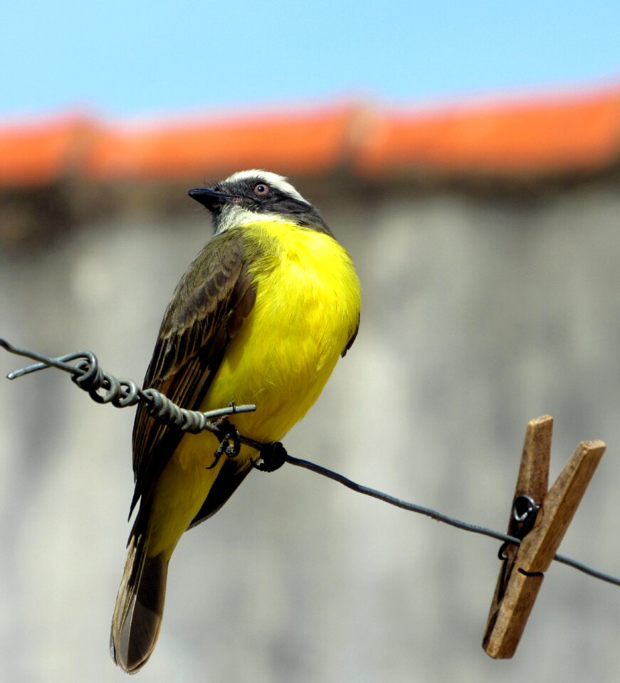 Corner nature city