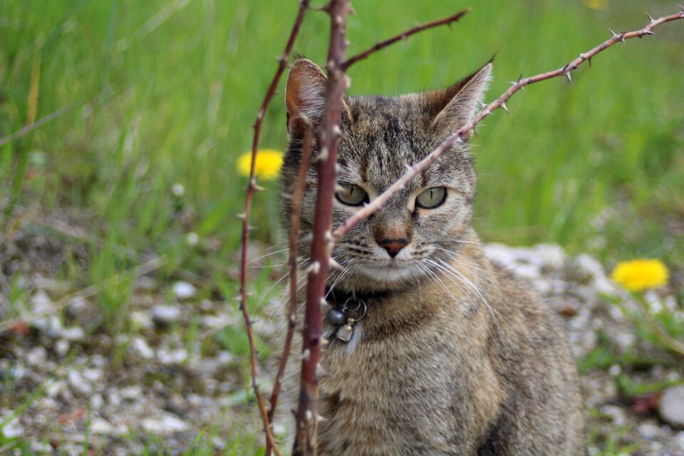 Cat branches watch