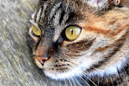 Cat's eyes mackerel portrait