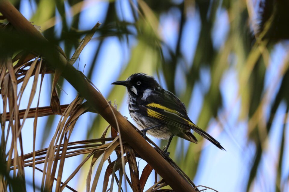 Feathers nature perched photo