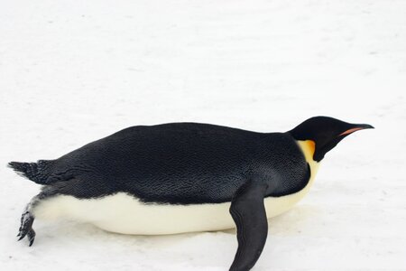 Ant antarctica wildlife photo