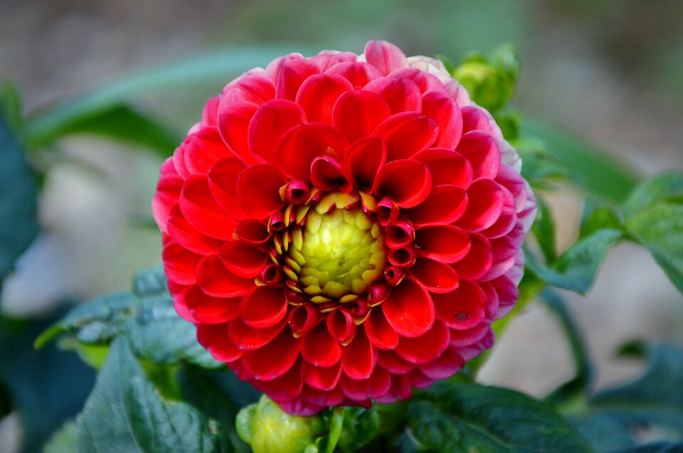 Dahlia garden garden plant blossom