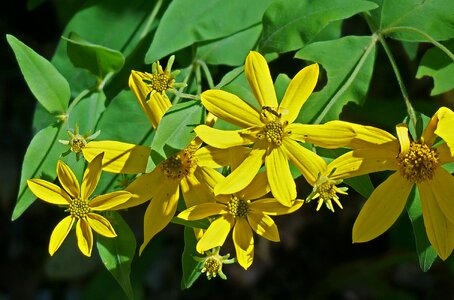 Southeast plant flower