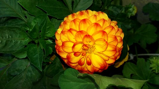 Flower yellow red