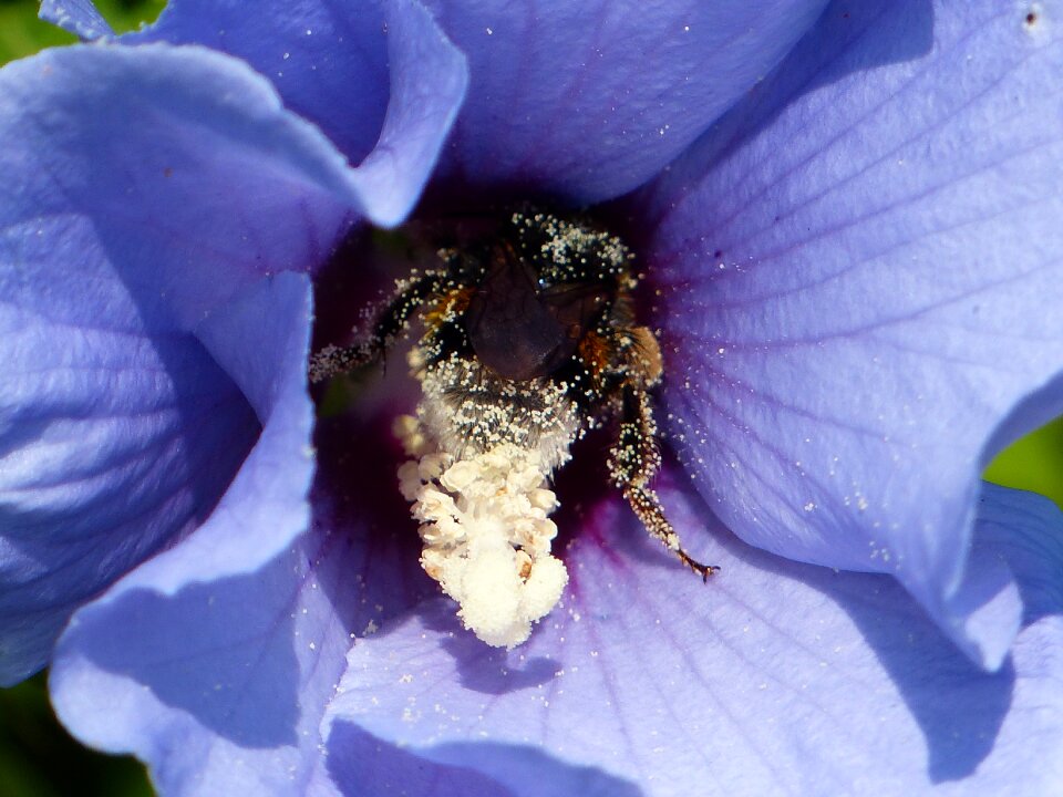 Blossom bloom blue