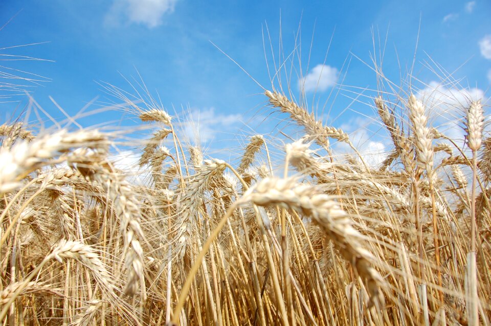 Agriculture grain wheat crop
