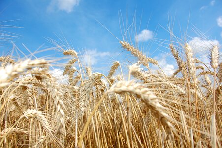 Agriculture grain wheat crop