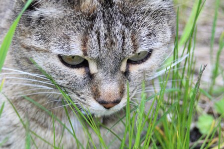 Cat grass lurking photo