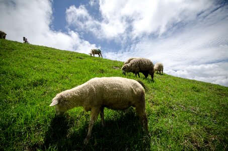 Countryside sheep farm livestock photo