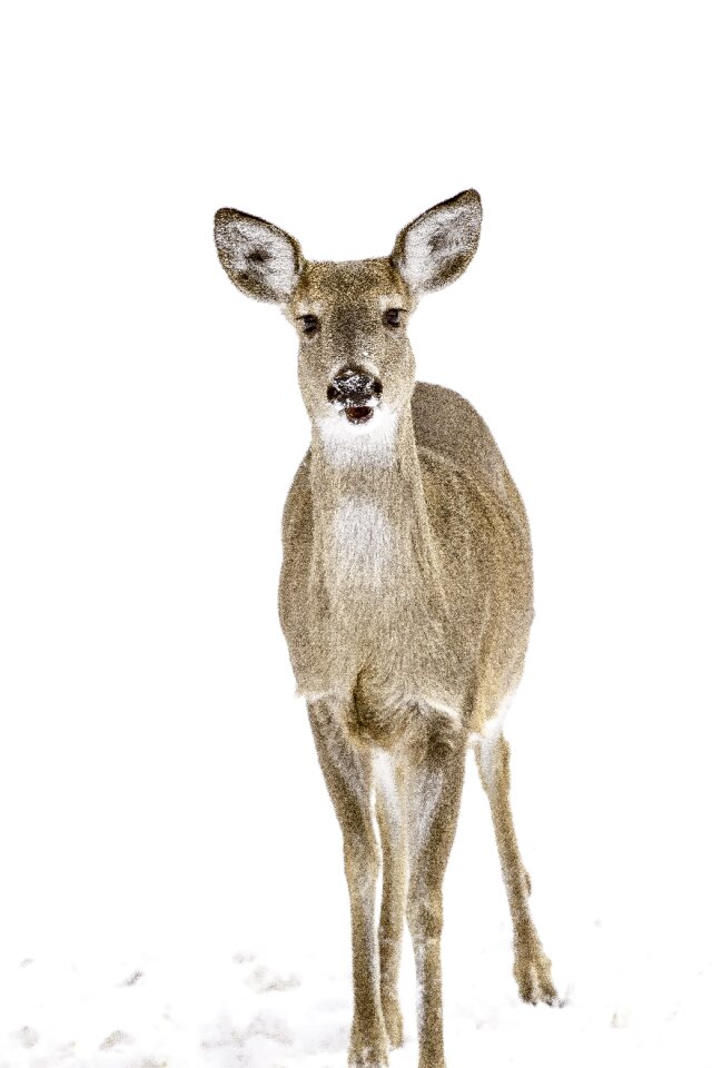 Deer animal winter