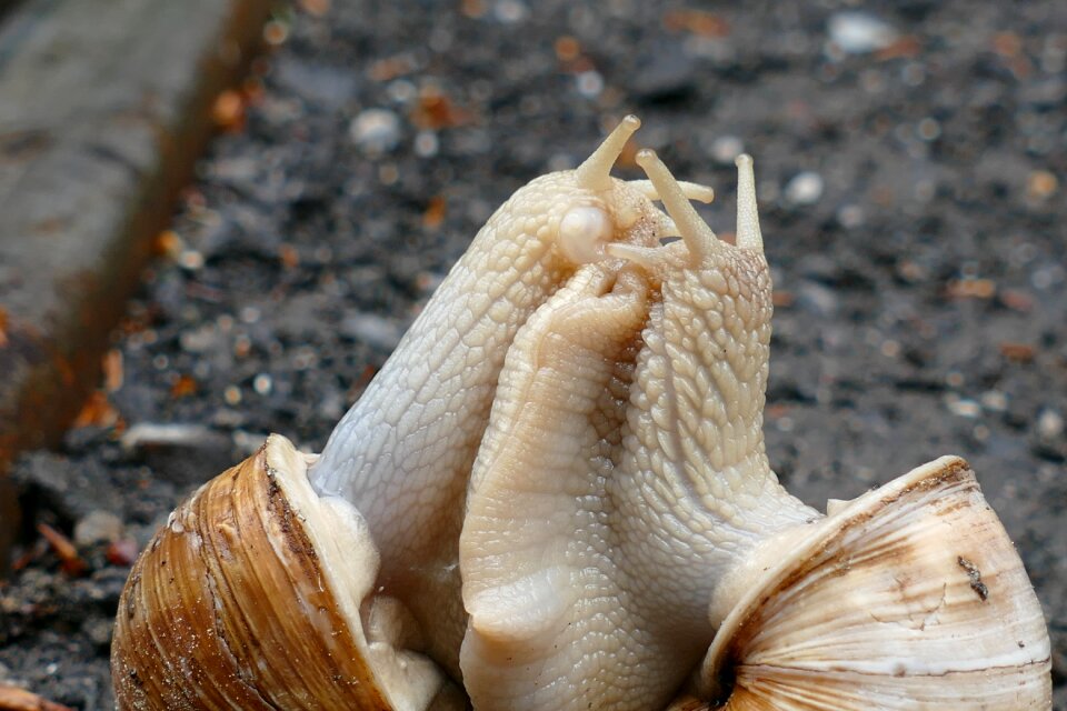 Pairing shell mollusk