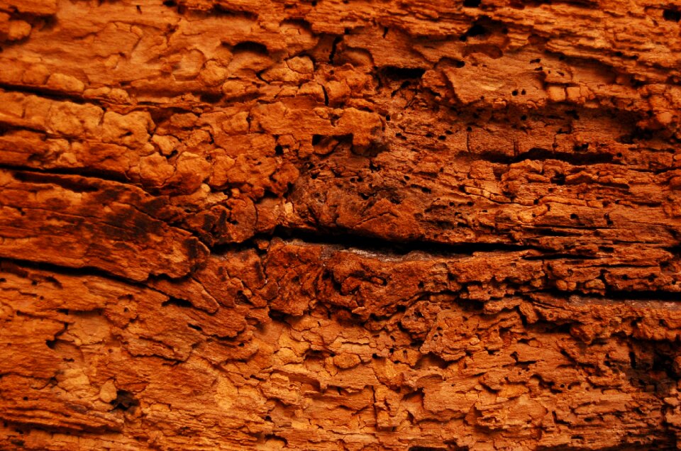 Texture wood woodworms
