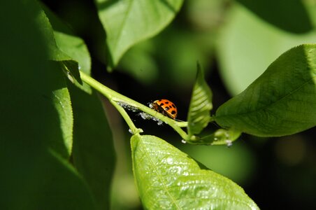 Ladybug insect deciduous tree photo