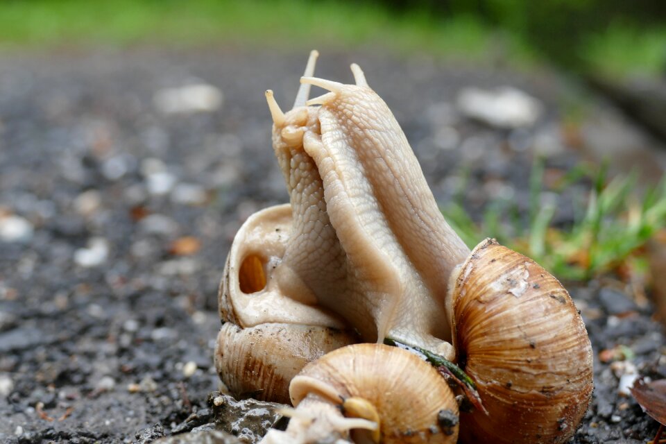 Pairing shell mollusk