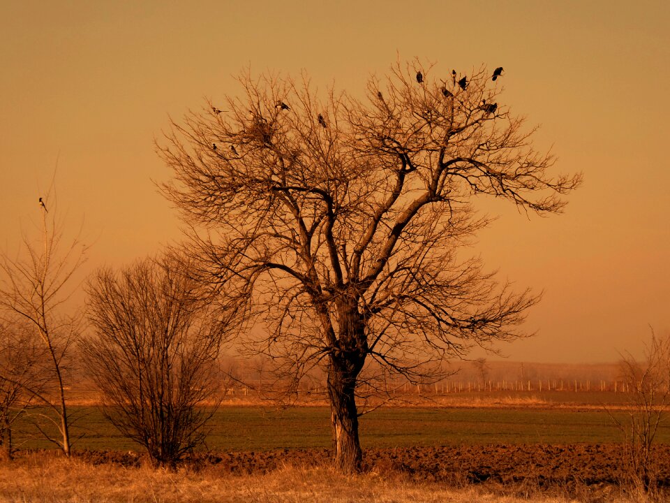 Dry branch landscape