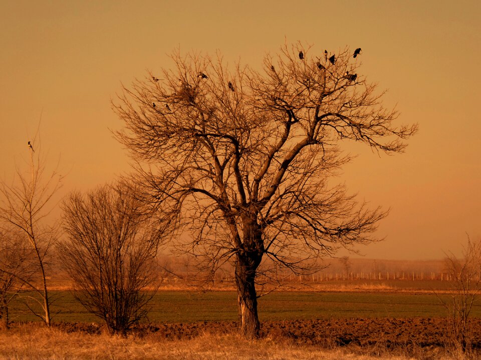 Dry branch landscape photo