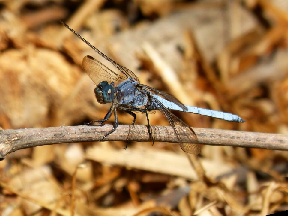 Winged insect branch stem