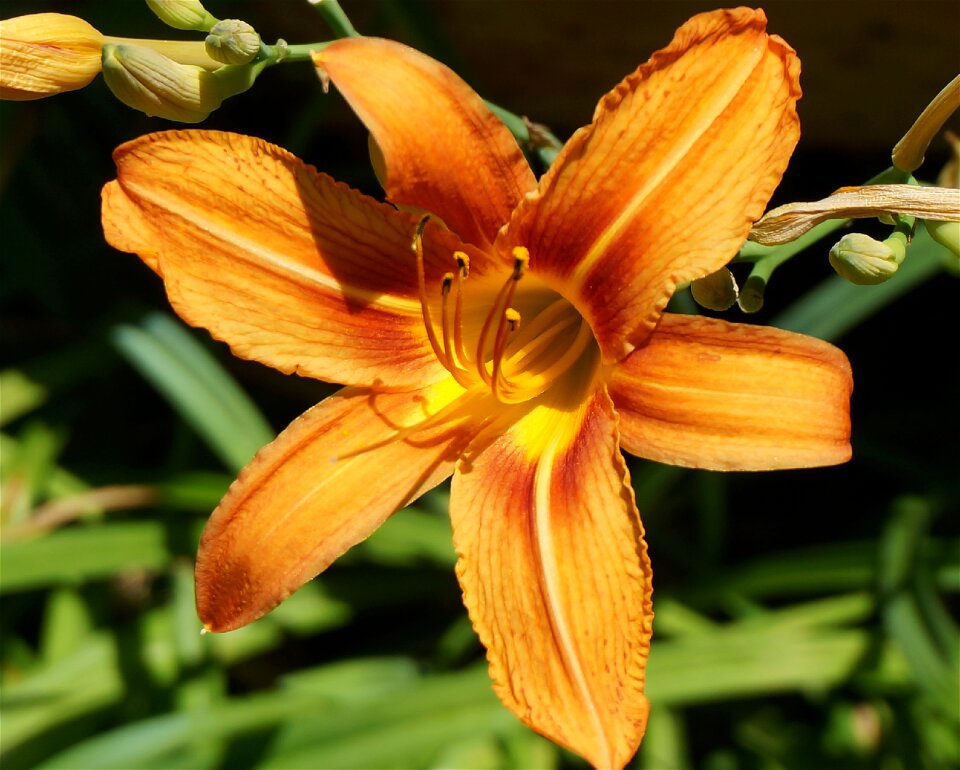 Blossom bloom garden plant
