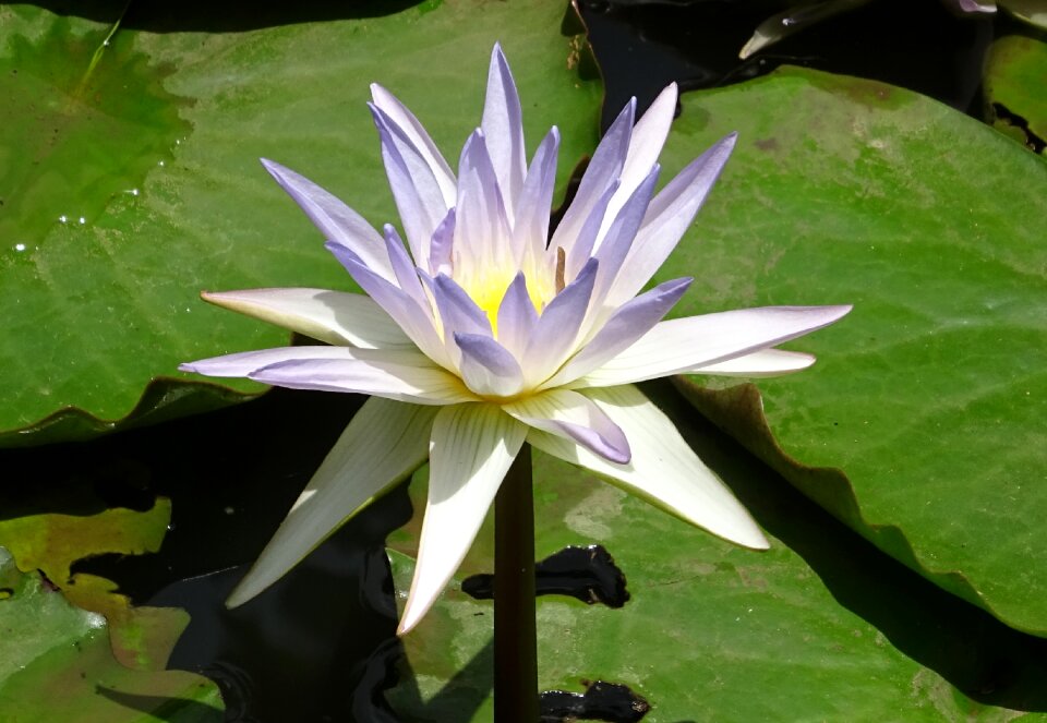 Blue water lily sacred blue lily nymphaeaceae