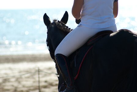 Horseback riding horses ocean photo