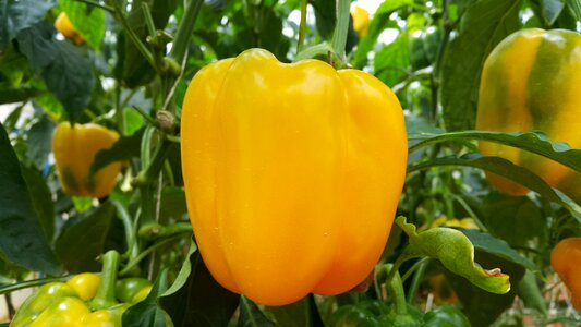 Food capsicum pepper