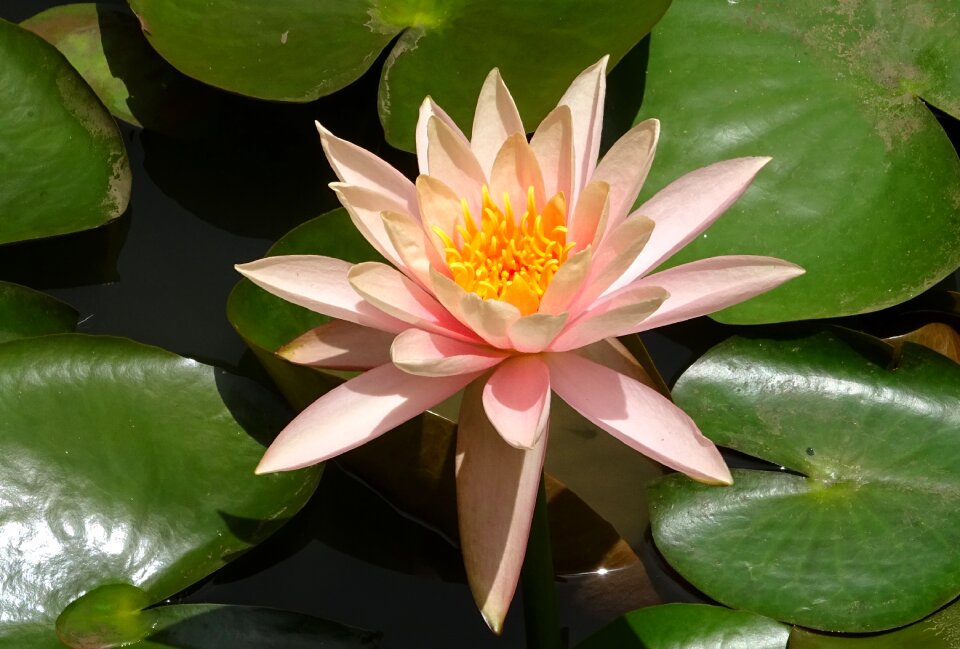 Peach glow nymphaeaceae lily