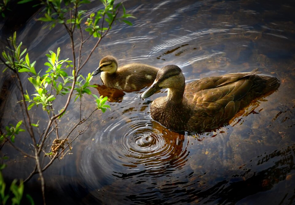 Lake water duckling