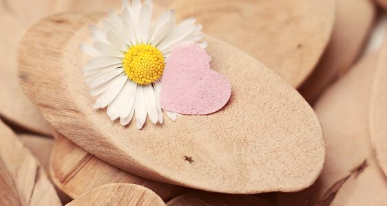 Blossom bloom daisy flower