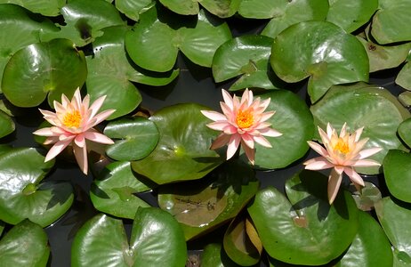 Peach glow nymphaeaceae lily photo