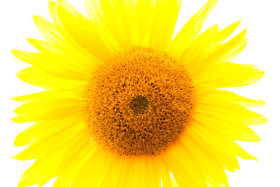 Yellow flower blossom bloom