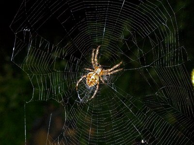 Insect spider cobweb