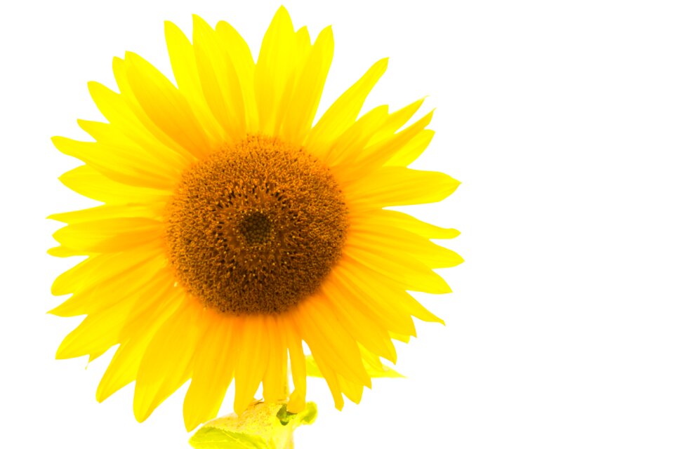 Yellow flower blossom bloom
