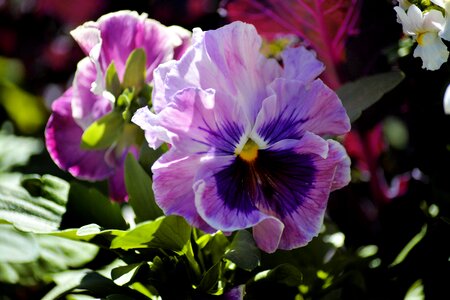 Purple garden spring flower floral photo
