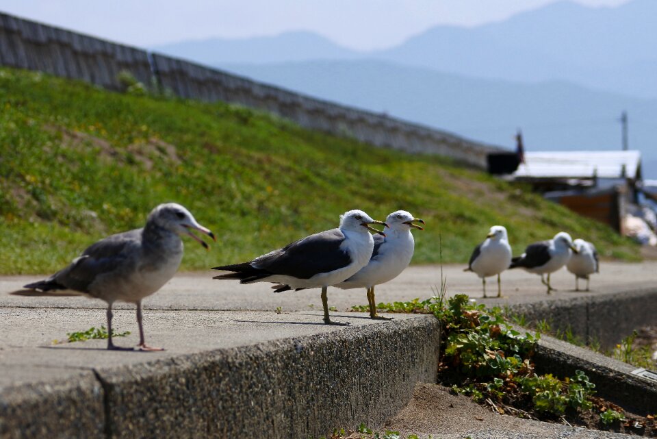 Seabird sea gull seagull