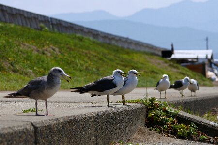 Seabird sea gull seagull photo