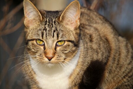 Mackerel young cat domestic cat photo