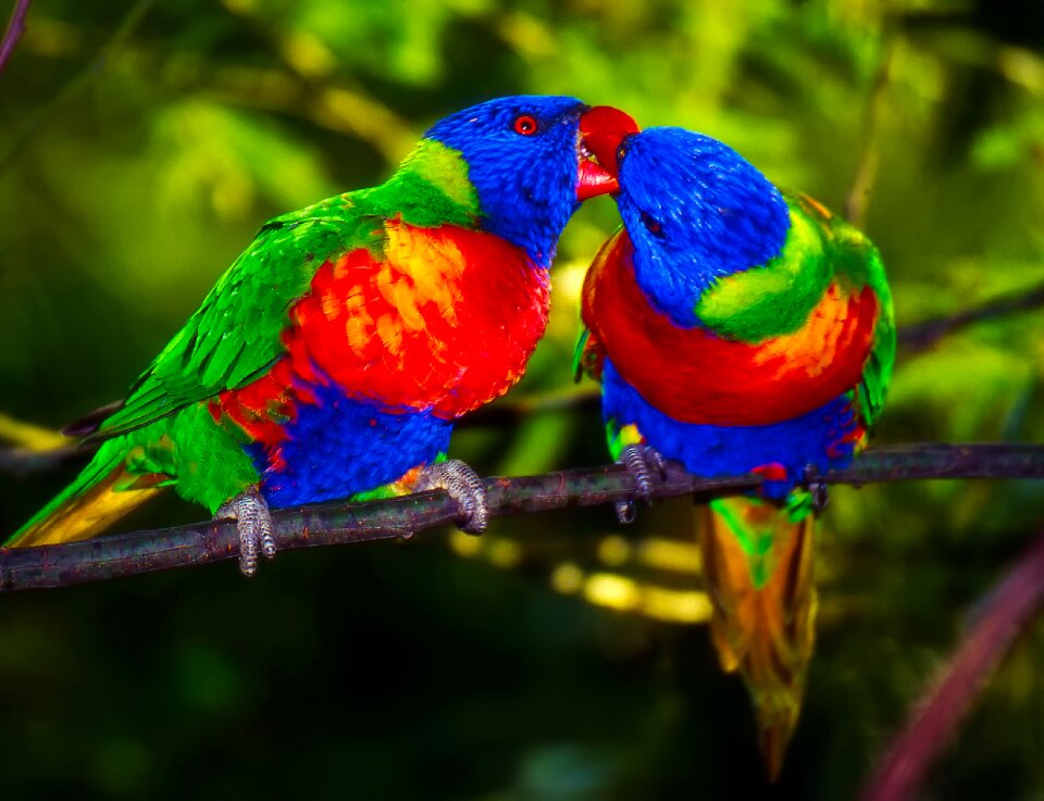 Colors colorful couple