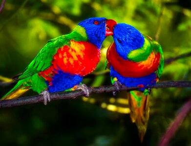 Colors colorful couple