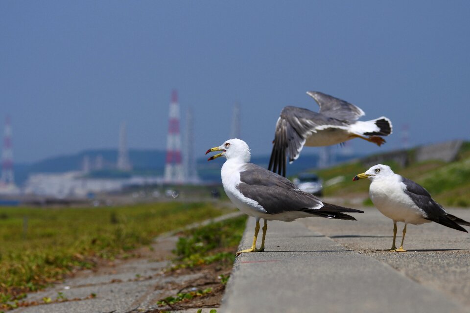 Seabird sea gull seagull