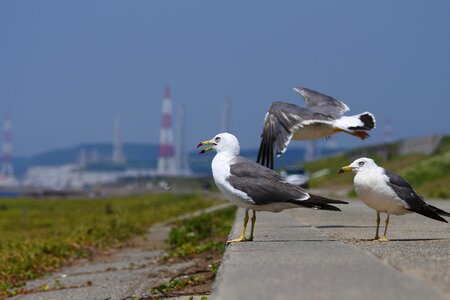 Seabird sea gull seagull photo