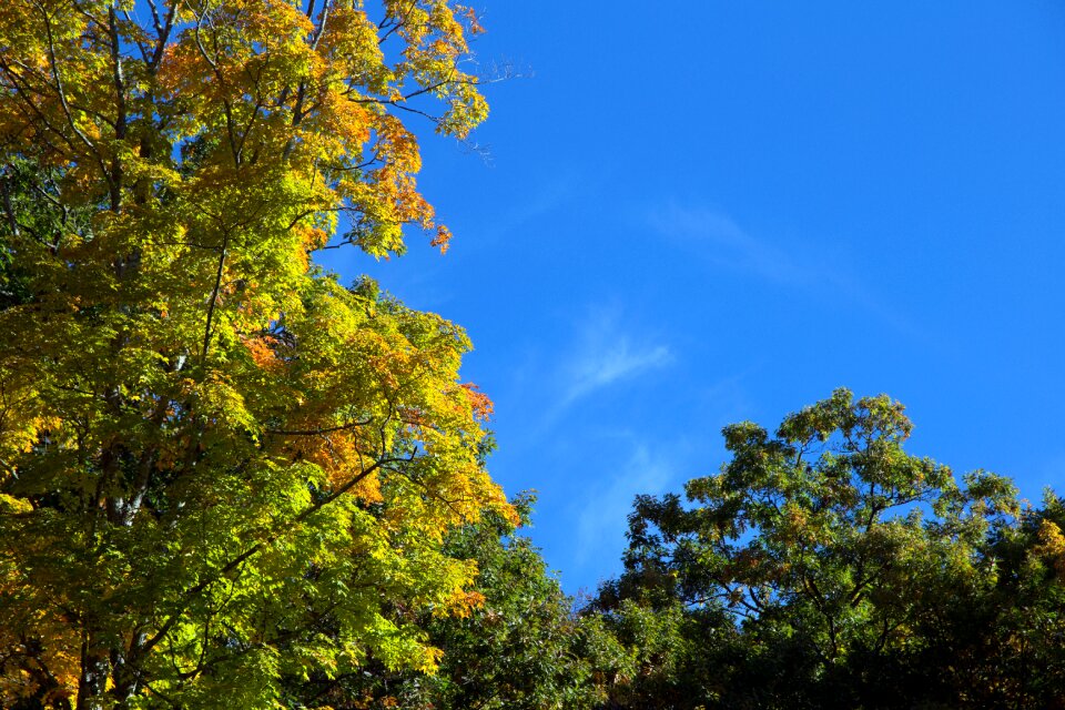 Foliage leaves nature photo