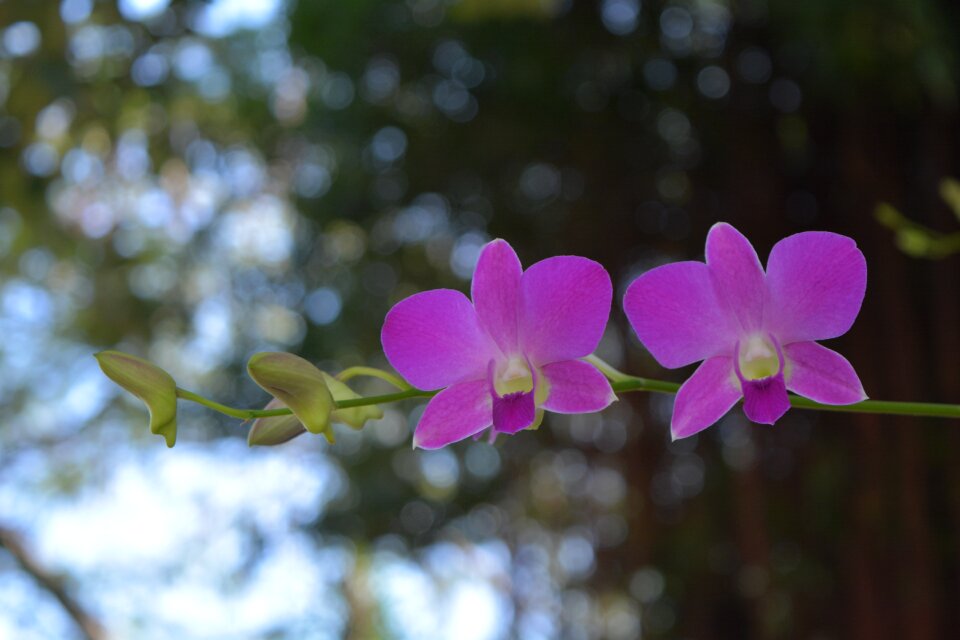 Profusion pink tree spring
