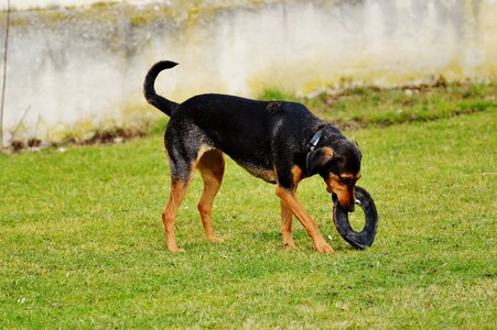 Romp play meadow