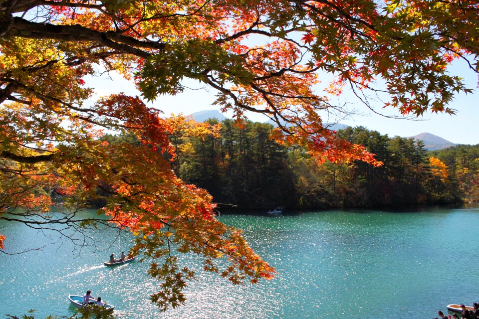 Autumn leaf landscape