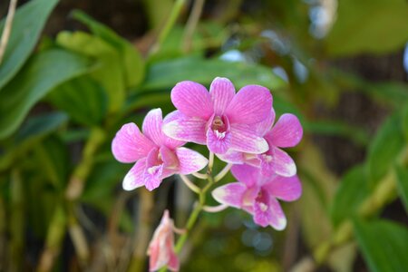 Profusion pink tree spring