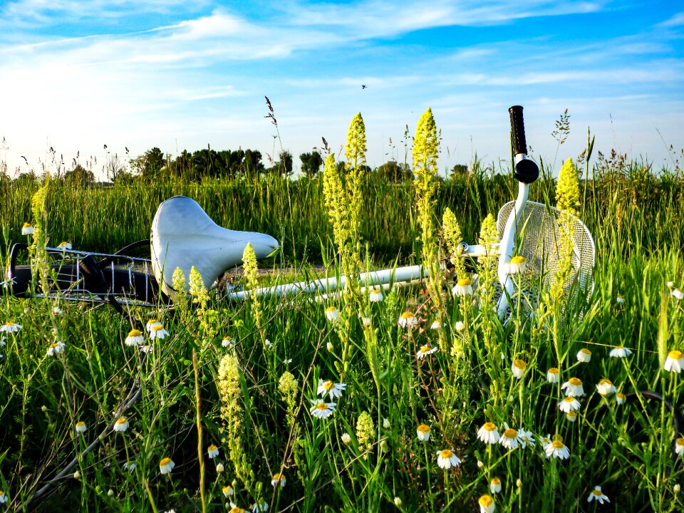 Bike meadow flower grass