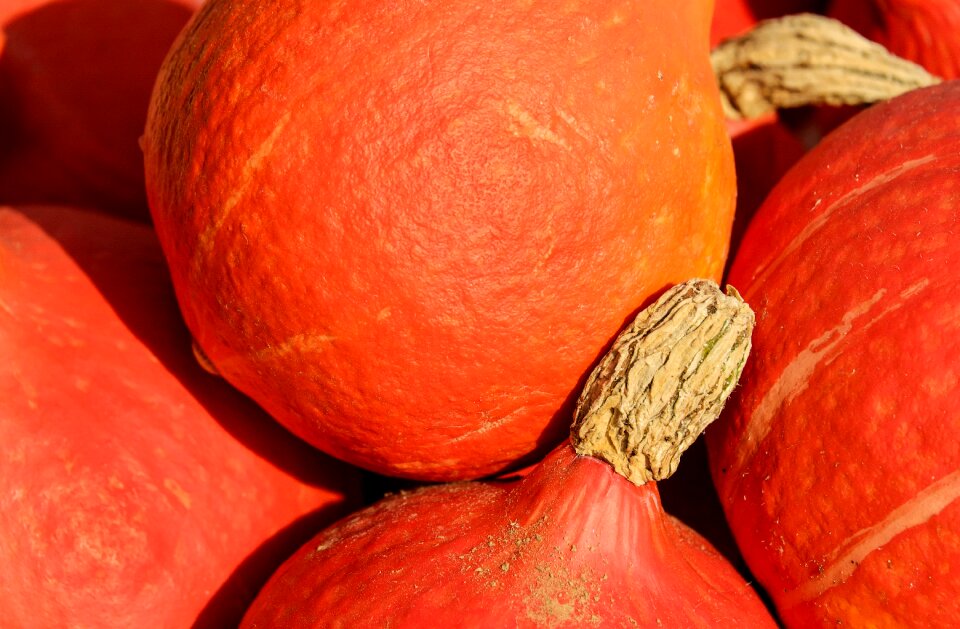Orange harvest nature