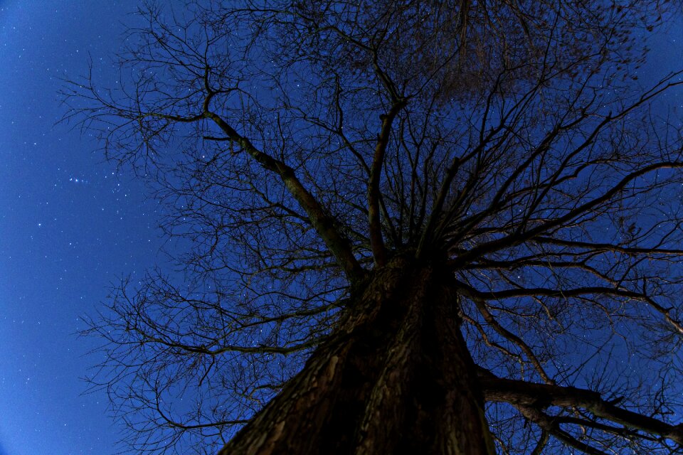 Orion branch landscape