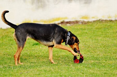Romp play meadow